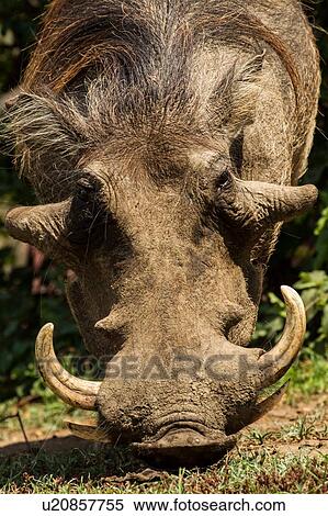 Curious Warthog (Phacochoerus africanus) View Large Photo Image Stock Photography - Curious Warthog (Phacochoerus africanus). Fotosearch