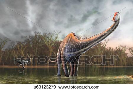Diplodocus dinosaur, illustration. Diplodocus, discovered in 1877, is one of the longest known dinosaurs, reaching a length of 35 metres. Most of that, however, was tail and neck, meaning that the animal only weighed 10 to 15 tonnes, much less than... View Large Photo Image Stock Photo - Diplodocus dinosaur, illustration. Diplodocus, discovered in 1877, is one of the longest known dinosaurs, reaching a length of 35 metres. Most of that, however, was tail and neck, meaning that the animal only weighed 10 to 15 tonnes, much less than.... Fotosearch