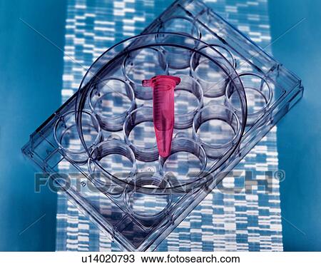 Stock Image - DNA sample inside vial on multi well plate, DNA gel showing results. Fotosearch