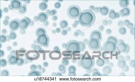 Egg cells on white background, computer illustration. View Large Photo Image Stock Image - Egg cells on white background, computer illustration.. Fotosearch