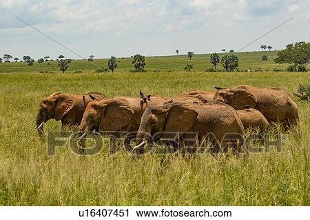Stock Image - Elephants (Loxodonta africana) in long grass, Murchison Falls National Park, Uganda. Fotosearch