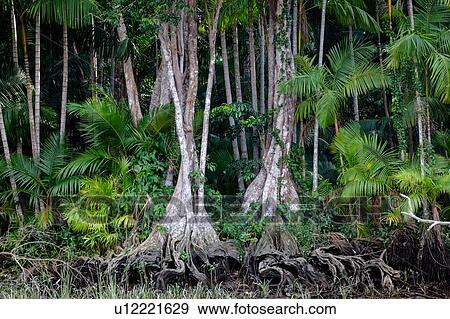 Stock Photo - Euterpe oleracea (aai), Igarap, Amazon, Belem do Par, Para, Brazil. Fotosearch