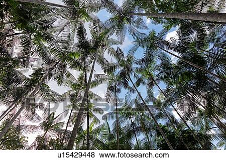 Euterpe oleracea (aai), Ilha do Combu, Amazon, Belem do Par, Para, Brazil View Large Photo Image Stock Photo - Euterpe oleracea (aai), Ilha do Combu, Amazon, Belem do Par, Para, Brazil. Fotosearch