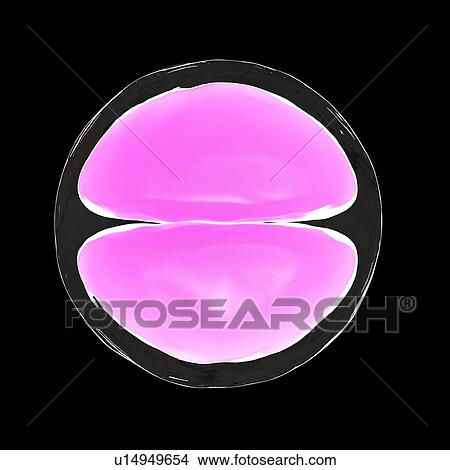 Picture - Illustration of a 2 cell stage egg.. Fotosearch