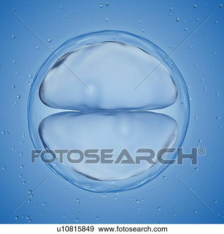 Stock Photo - Illustration of a 2 cell stage egg.. Fotosearch