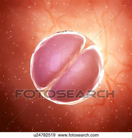 Stock Photo - Illustration of a 2 cell stage embryo.. Fotosearch