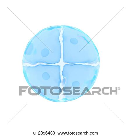 Illustration of a 4 cell egg. View Large Photo Image Stock Image - Illustration of a 4 cell egg.. Fotosearch
