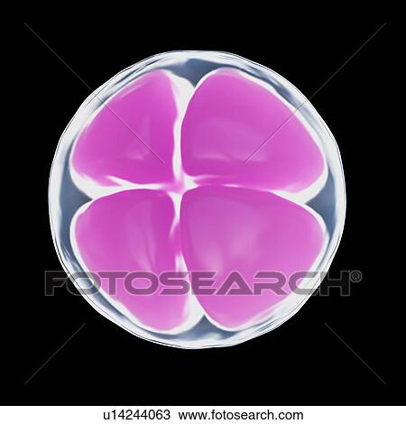 Stock Image - Illustration of a 4 cell egg.. Fotosearch