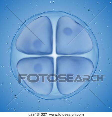 Illustration of a 4 cell egg. View Large Photo Image Stock Photo - Illustration of a 4 cell egg.. Fotosearch