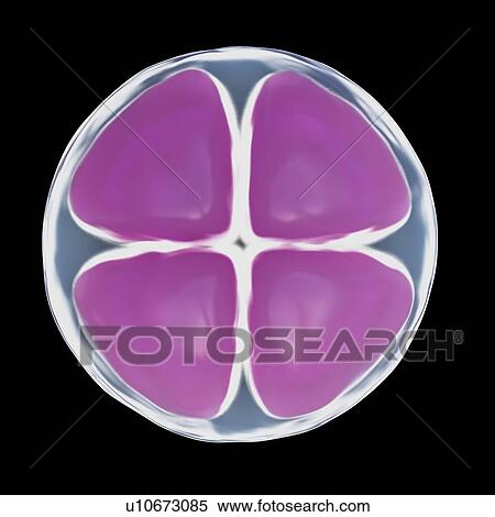 Stock Photography - Illustration of a 4 cell egg.. Fotosearch