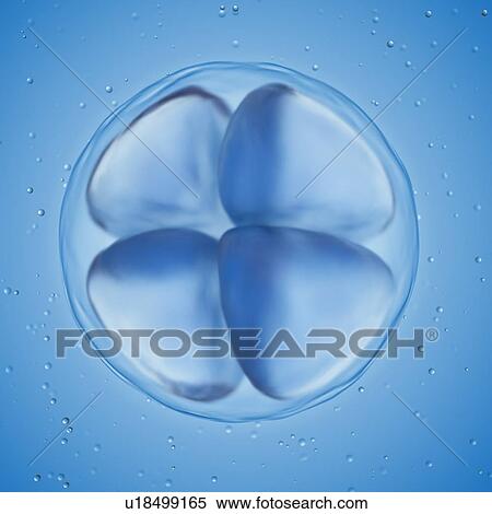 Illustration of a 4 cell egg. View Large Photo Image Stock Photography - Illustration of a 4 cell egg.. Fotosearch