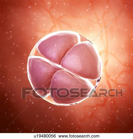 Illustration of a 4 cell stage embryo. View Large Photo Image Stock Photograph - Illustration of a 4 cell stage embryo.. Fotosearch
