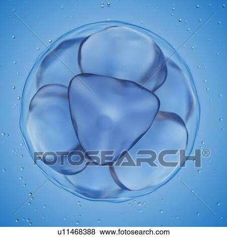 Stock Photo - Illustration of a 8 cell egg.. Fotosearch