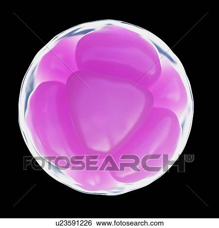 Illustration of a 8 cell egg. View Large Photo Image Stock Photograph - Illustration of a 8 cell egg.. Fotosearch
