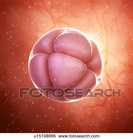 Stock Photography - Illustration of a 8 cell stage embryo.. Fotosearch