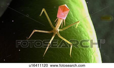 Stock Image - Illustration of a bacteriophage on a bacteria.. Fotosearch