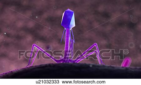 Illustration of a bacteriophage on a bacteria. View Large Photo Image Stock Image - Illustration of a bacteriophage on a bacteria.. Fotosearch