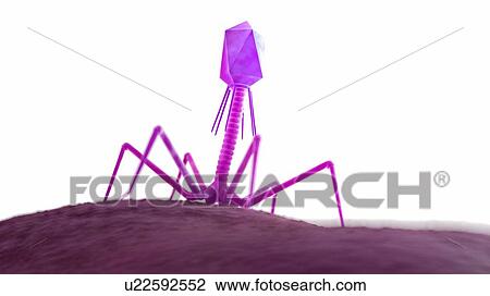 Stock Image - Illustration of a bacteriophage on a bacteria.. Fotosearch