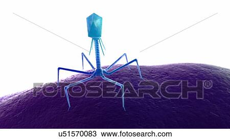 Illustration of a bacteriophage on a bacteria. View Large Photo Image Stock Image - Illustration of a bacteriophage on a bacteria.. Fotosearch