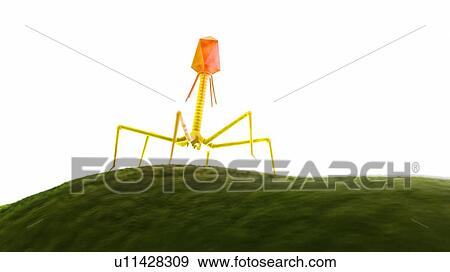 Stock Photo - Illustration of a bacteriophage on a bacteria.. Fotosearch