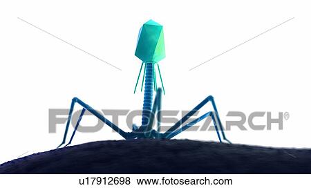 Stock Photo - Illustration of a bacteriophage on a bacteria.. Fotosearch