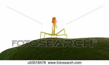 Illustration of a bacteriophage on a bacteria. View Large Photo Image Stock Photo - Illustration of a bacteriophage on a bacteria.. Fotosearch
