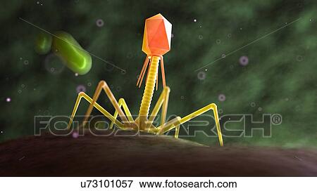 Stock Photo - Illustration of a bacteriophage on a bacteria.. Fotosearch