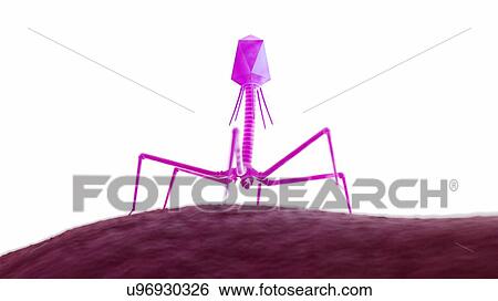 Illustration of a bacteriophage on a bacteria. View Large Photo Image Stock Photograph - Illustration of a bacteriophage on a bacteria.. Fotosearch