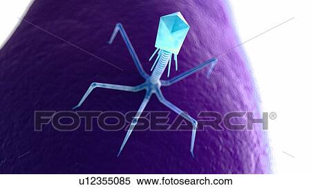 Illustration of a bacteriophage on a bacteria. View Large Photo Image Stock Photography - Illustration of a bacteriophage on a bacteria.. Fotosearch