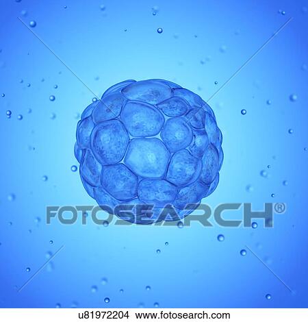 Picture - Illustration of a blastocyst.. Fotosearch