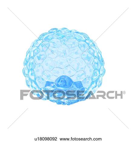 Illustration of a blastocyst. View Large Photo Image Stock Image - Illustration of a blastocyst.. Fotosearch