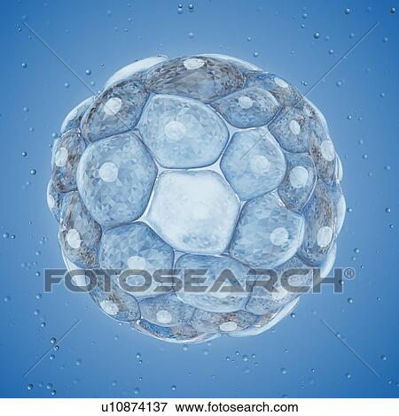 Illustration of a blastocyst. View Large Photo Image Stock Photo - Illustration of a blastocyst.. Fotosearch