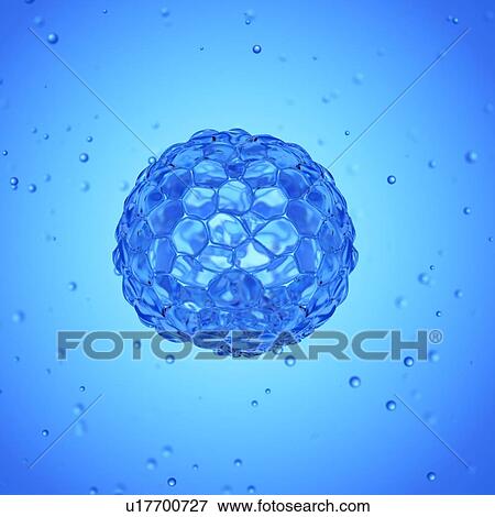 Stock Photo - Illustration of a blastocyst.. Fotosearch