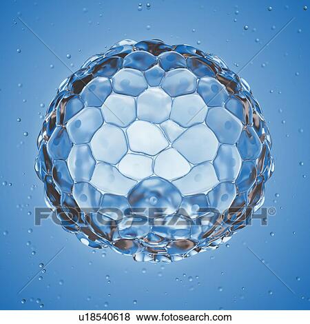 Illustration of a blastocyst. View Large Photo Image Stock Photo - Illustration of a blastocyst.. Fotosearch