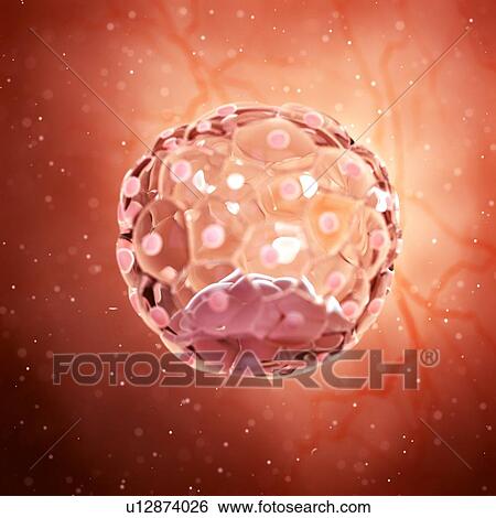 Stock Photograph - Illustration of a blastocyst.. Fotosearch
