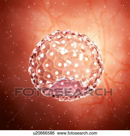 Illustration of a blastocyst. View Large Photo Image Stock Photograph - Illustration of a blastocyst.. Fotosearch