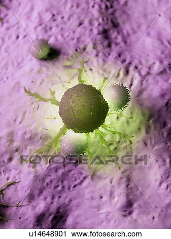 Illustration of a cancer cell being attacked by white blood cells. View Large Photo Image Stock Image - Illustration of a cancer cell being attacked by white blood cells.. Fotosearch
