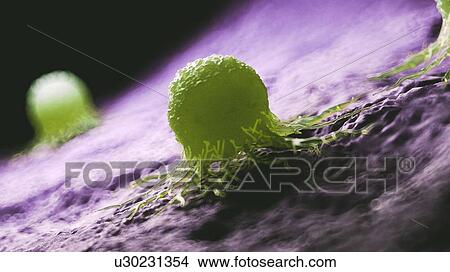 Picture - Illustration of a cancer cell.. Fotosearch