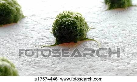 Stock Photograph - Illustration of a cancer cell.. Fotosearch