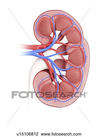 Stock Image - Illustration of a cross-section of a kidney.. Fotosearch