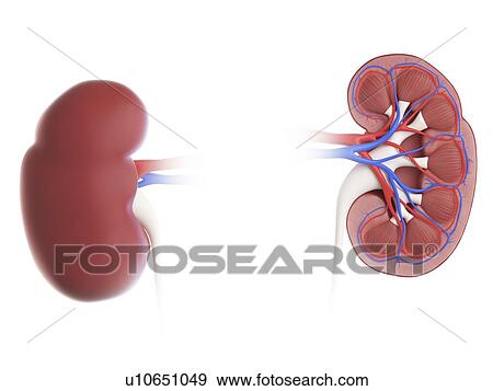 Stock Photo - Illustration of a cross-section of a kidney.. Fotosearch