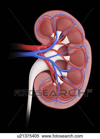 Illustration of a cross-section of a kidney. View Large Photo Image Stock Photography - Illustration of a cross-section of a kidney.. Fotosearch