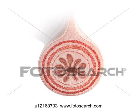 Stock Image - Illustration of a cross-section of the intestine.. Fotosearch