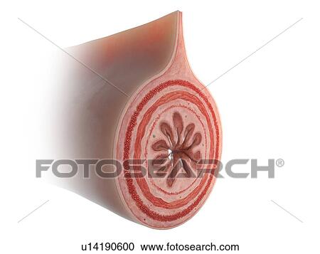 Stock Image - Illustration of a cross-section of the intestine.. Fotosearch