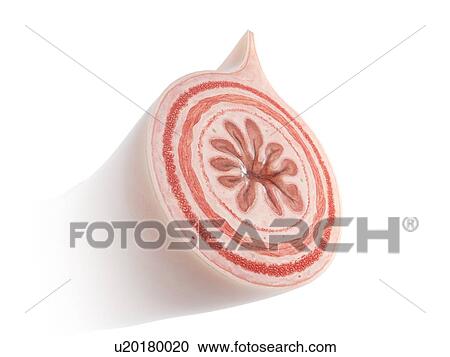 Illustration of a cross-section of the intestine. View Large Photo Image Stock Image - Illustration of a cross-section of the intestine.. Fotosearch
