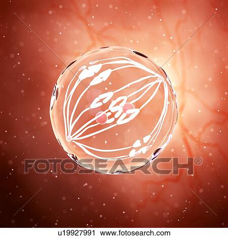 Stock Image - Illustration of a dividing egg cell.. Fotosearch