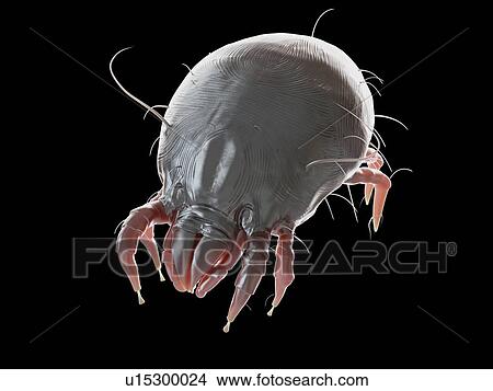 Illustration of a dust mite. View Large Photo Image Picture - Illustration of a dust mite.. Fotosearch