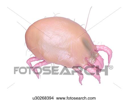 Picture - Illustration of a dust mite.. Fotosearch