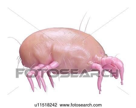 Stock Image - Illustration of a dust mite.. Fotosearch