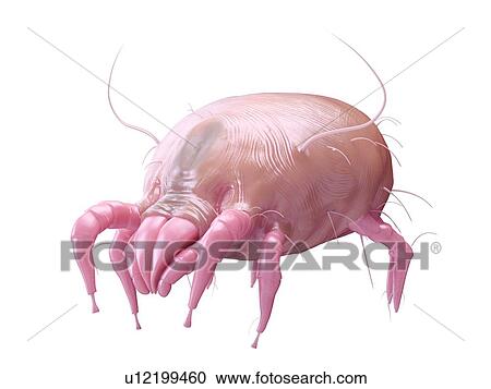 Stock Image - Illustration of a dust mite.. Fotosearch